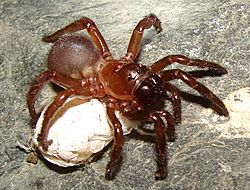 Calathotarsus simoni adult female.jpg