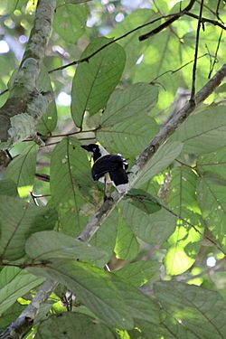 Cayenne Jay (Cyanocorax cayanus).jpg