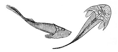 Cephalaspis Lyellii