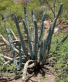 Cereus aethiops5