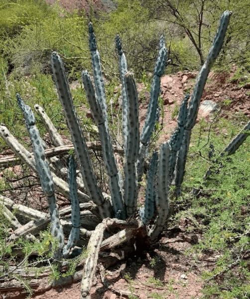 Cereus aethiops5