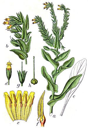 Archivo:Cerinthe glabra Sturm12