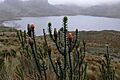 Chuquiraga jussieui 2