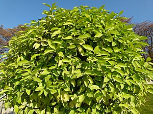 Archivo:Citrus aurantium Jardin du Luxembourg
