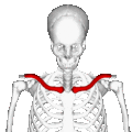 Clavicle - animation2