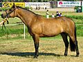 Connemara mare