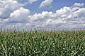 Corn field ohio