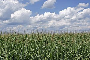 Archivo:Corn field ohio