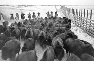 Archivo:Corraling buffalo in Wainwright Buffalo Park (20752653102)