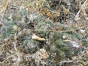 Archivo:Coryphantha calipensis (5747375091)