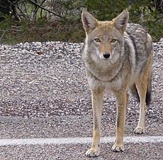 Archivo:Coyote arizona