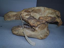 Archivo:Cráneo Manatí