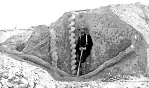 Archivo:Daemonelix burrows (Harrison Formation, Middle Miocene; Agate Fossil Beds National Monument, northwestern Nebraska, USA) (15545351982)