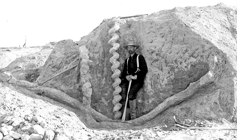 Daemonelix burrows (Harrison Formation, Middle Miocene; Agate Fossil Beds National Monument, northwestern Nebraska, USA) (15545351982)