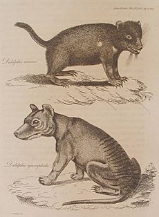 Archivo:Didelphis cynocephala and Didelphis ursina, 1808