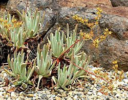 Dudleya hassei 2.jpg