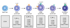 Archivo:Early B cell development