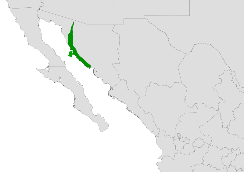 Echinocereus scopulorum range
