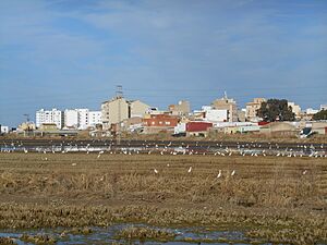 Archivo:El Perelló. Des de l'Albufera