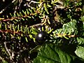 Empetrum nigrum 12