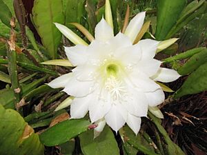 Archivo:Epiphyllum crenatum 'Cooperi' (3773320410)