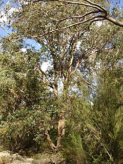Eucalyptus baueriana.jpg