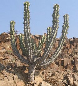 Archivo:Euphorbia-virosa
