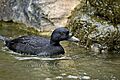 Eurasian common scoter