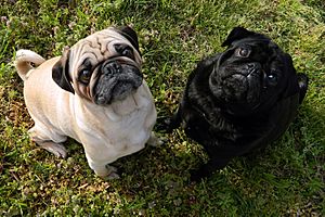 Archivo:Fawn-pug-and-black-pug