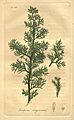 Flickr - BioDivLibrary - n49 w1150 (1)