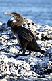 Flightless cormorant (Phalacrocorax harrisi) -Isabela