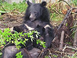 Formosan black bear suckling cubs.jpg