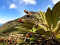 Frailejon de Chita
