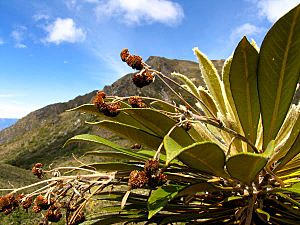 Archivo:Frailejon de Chita