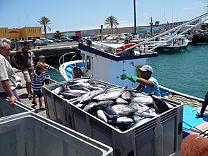 Archivo:Fuerteventura Fischerboot im Hafen Fisch 01