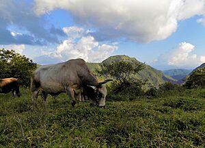 Archivo:Ganado vacuno Finca La Cuenchar