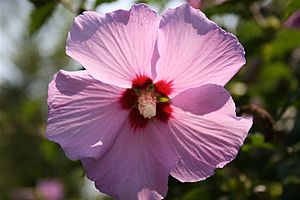 Archivo:Garden Hibiscus