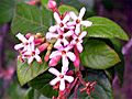 Guettarda flor (color algo saturado)