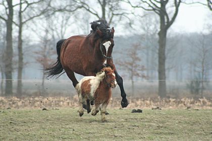 Archivo:Horse-and-pony
