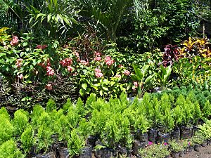 Archivo:Jardines en catarina