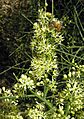 Koeberlinia spinosa, the Crucifixion Thorn (10584228396)