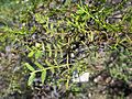 Larrea nitida