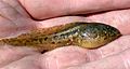 Larva of Edible frog