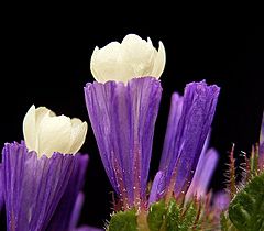 Archivo:Limonium sinuatum 06 ies
