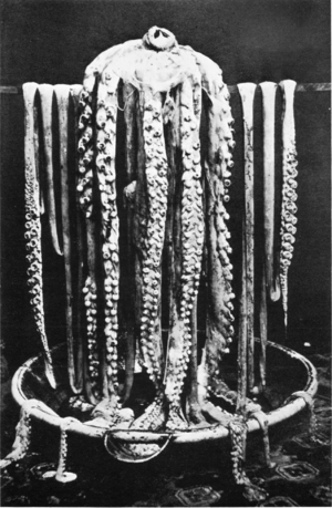 Archivo:Logy bay giant squid 1873