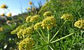 Lomatium thompsonii 4