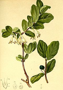 Archivo:Lonicera caerulea Atlas Alpenflora