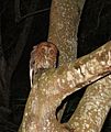 Megascops nudipes-Mucarito-Screech Owl of Puerto Rico Second Bird