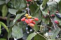 Melinjo (Gnetum gnemon) (6863727669)