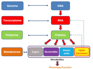 Archivo:Metabolomics schema